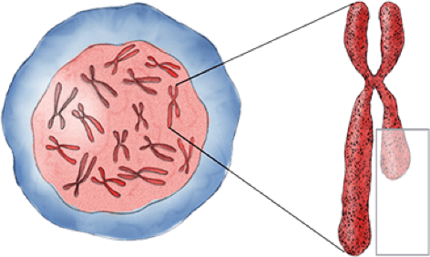 Abnormal stem cell and chromosome 5q deletion